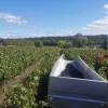 Les vendanges, Domaine de la Garrelière naturedevin.com