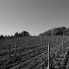 Domaine Canet-valette, les vignes naturedevin.com