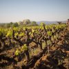 Vignoble du Mas de Libian naturedevin.com