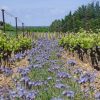 Vignoble et fleurs du Mas de Libian naturedevin.com