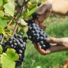 Vendanges Mas de Libian naturedevin.com