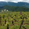 Les vignes, Ferme Saint Maurice naturedevin.com