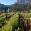 Enherbement naturel vignes, Ferme Saint Maurice naturedevin.com