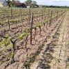 Nouvelle Lune 2022, Domaine Laurent Herlin – Image 6