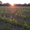 Nouvelle Lune 2022, Domaine Laurent Herlin – Image 4