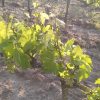 Nouvelle Lune 2022, Domaine Laurent Herlin – Image 3