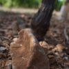 Le terroir, Clos de la Barthassade, naturedevin.com